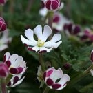 Pack New Night Blooming Phlox 100 PCS Seeds Pack New Night Blooming Phlox 100 PCS Seeds