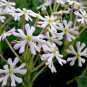 Pack New Night Blooming Phlox 100 PCS Seeds