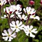 Pack New Night Blooming Phlox 100 PCS Seeds