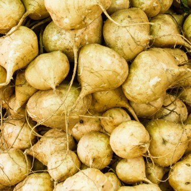 Pachyrhizu 20 PCS Seeds
