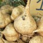 Pachyrhizu 20 PCS Seeds