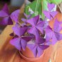 Oxalis Wood Sorrel Flower Oxalis Purple Shamrock Clover 200 PCS Seeds