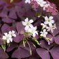 Oxalis Wood Sorrel Flower Oxalis Purple Shamrock Clover 200 PCS Seeds