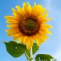 Ornamental Orange Sunflowers 4ft Tall Plant Big Blooming Flowers 40 PCS Seeds