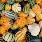 Ornamental Gourds 'Small Mixed' Lagenaria Siceraria 10 PCS Seeds Ornamental Gourds 'Small Mixed' Lagenaria Siceraria 10 PCS Seeds
