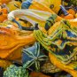 Ornamental Gourds 'Small Mixed' Lagenaria Siceraria 10 PCS Seeds