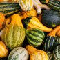 Ornamental Gourds 'Small Mixed' Lagenaria Siceraria 10 PCS Seeds