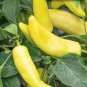 Organic Vegetables Yellow Peppers 20 PCS Seeds