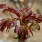 Organic Toona Sinensis Bonsai Chinese Toon Shoots Tree Vegetable 100 PCS Seeds