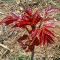 Organic Toona Sinensis Bonsai Chinese Toon Shoots Tree Vegetable 100 PCS Seeds
