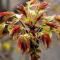 Organic Toona Sinensis Bonsai Chinese Toon Shoots Tree Vegetable 100 PCS Seeds
