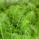 Organic Spherical Fennel Herbal Vegetables 30 PCS Seeds