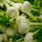 Organic Spherical Fennel Herbal Vegetables 30 PCS Seeds