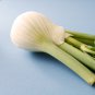 Organic Spherical Fennel Herbal Vegetables 30 PCS Seeds