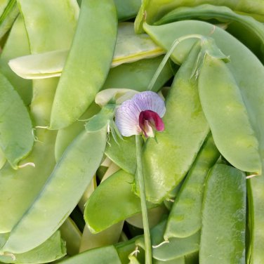 Organic Snow Peas Sweet Green Vegetable Peas 10 PCS Seeds