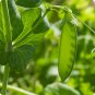 Organic Snow Peas Sweet Green Vegetable Peas 10 PCS Seeds