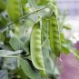 Organic Snow Peas Sweet Green Vegetable Peas 10 PCS Seeds