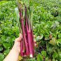 Organic Red Chinese Kale Vegetable 40 PCS Seeds