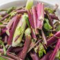 Organic Red Chinese Kale Vegetable 40 PCS Seeds