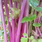 Organic Purple Stems Celery Vegetable 30 PCS Seeds