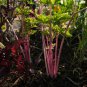 Organic Purple Stems Celery Vegetable 30 PCS Seeds