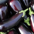 Organic Eggplant Aubergine Little Fingers Solanum Melongena 100 PCS Seeds