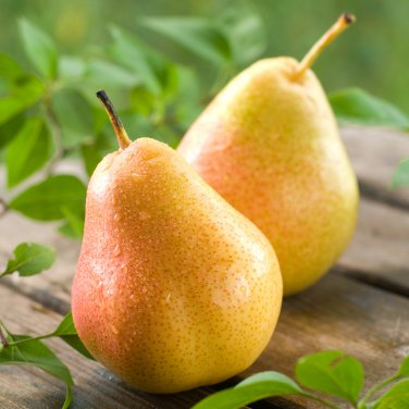 Organic Pear 20 PCS Seeds