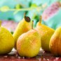 Organic Pear 20 PCS Seeds