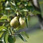 Organic Pear 20 PCS Seeds