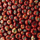 Organic Brandywine True Black Lycopersicon lycopersicum Tomato 100 PCS Seeds