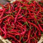 Organic Hot Chili Red Pod Pepper Organic Vegetable 30 PCS Seeds