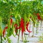 Organic Hot Chili Red Pod Pepper Organic Vegetable 30 PCS Seeds