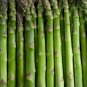 Organic Green Asparagus Vegetables 20 PCS Seeds