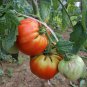 Organic Heirloom West Virginia Hillbilly Tomato 100 PCS Seeds
