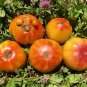 Organic Heirloom West Virginia Hillbilly Tomato 100 PCS Seeds
