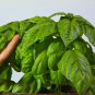 Organic Giant Grandi Foglie Valentino Basil 30 PCS Seeds