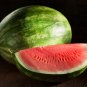 Organic Heirloom Small Sugar Baby Watermelon Citrullus Lanatus 10 PCS Seeds