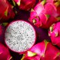Organic Dwarf Pitaya Dragon Fruit Mixed Yellow Red White Colors 100 PCS Seeds