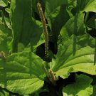 Organic Broadleaf Plantain Plantago Major Non-Hybrid 100 PCS Seeds Organic Broadleaf Plantain Plantago Major Non-Hybrid 100 PCS Seeds