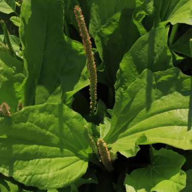 Organic Broadleaf Plantain Plantago Major Non-Hybrid 100 PCS Seeds