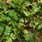 Organic Broadleaf Plantain Plantago Major Non-Hybrid 100 PCS Seeds