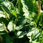 Organic Broadleaf Plantain Plantago Major Non-Hybrid 100 PCS Seeds