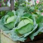 Organic Brassica Juncea Coss Vegetable 30 PCS Seeds