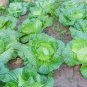 Organic Brassica Juncea Coss Vegetable 30 PCS Seeds