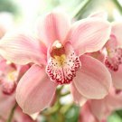 Orchid Flower 100 PCS Seeds