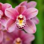 Orchid Flower 100 PCS Seeds