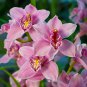 Orchid Flower 100 PCS Seeds