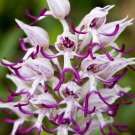 Orchis Italica Bonsai Pyramid Monkey Orchid 100 PCS Seeds