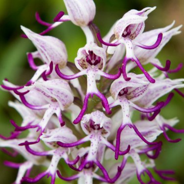 Orchis Italica Bonsai Pyramid Monkey Orchid 100 PCS Seeds