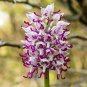 Orchis Italica Bonsai Pyramid Monkey Orchid 100 PCS Seeds